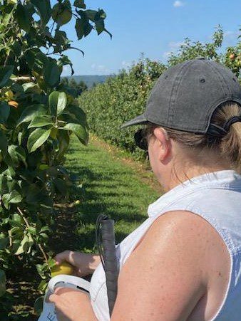 Tammy picking apples at Holmberg's Orchards